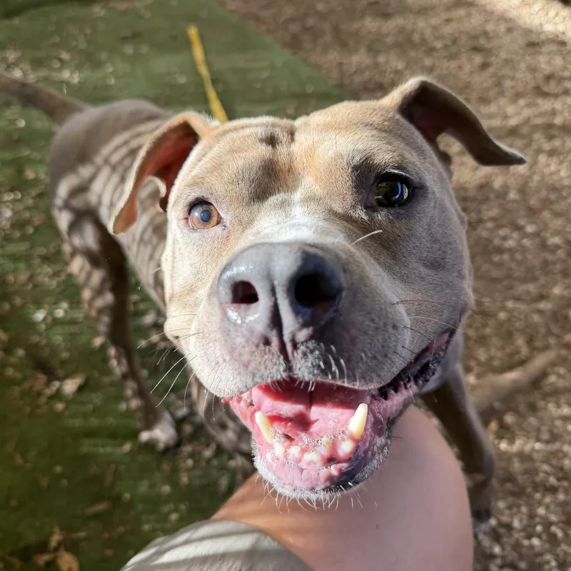 Mc Chicken thumbnail 3