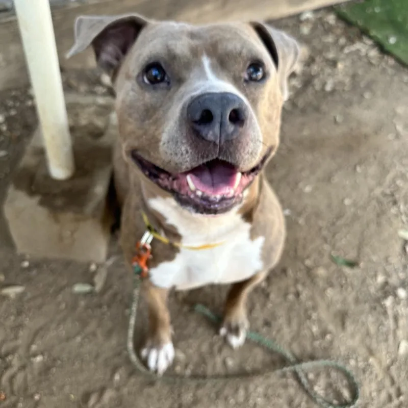 Mc Chicken thumbnail 5