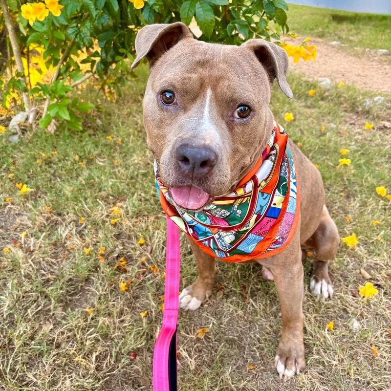 Mc Chicken thumbnail 6