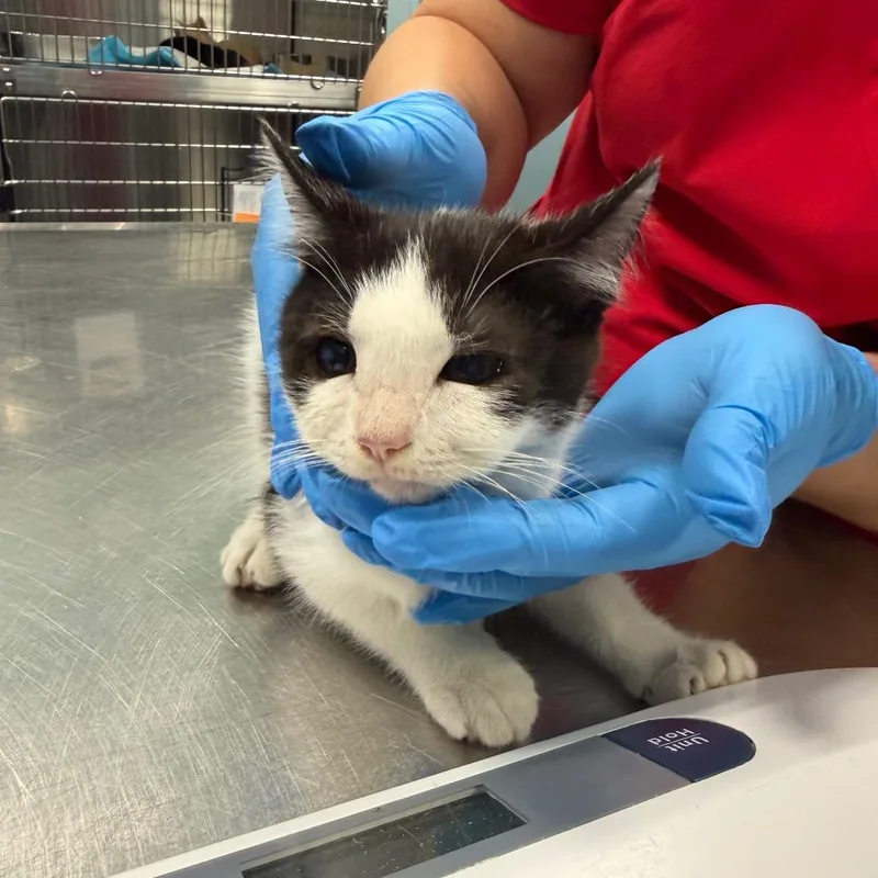 A baby small-sized male Domestic Short Hair cat named Apple for adoption in Greensboro, NC