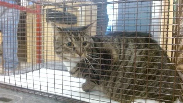 An adult small-sized male Domestic Short Hair cat named Cleo for adoption in Miami, FL