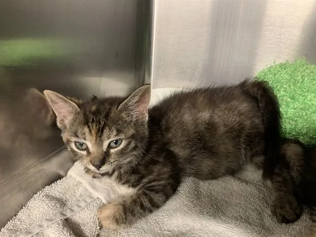 A baby small-sized female Domestic Short Hair cat named Lilo for adoption in Grand Prairie, TX