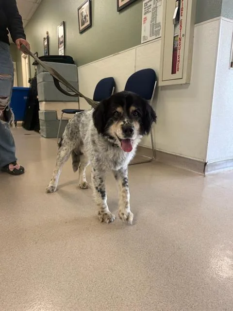 An adult medium-sized male English Setter dog named Mutty for adoption in Long Beach, CA