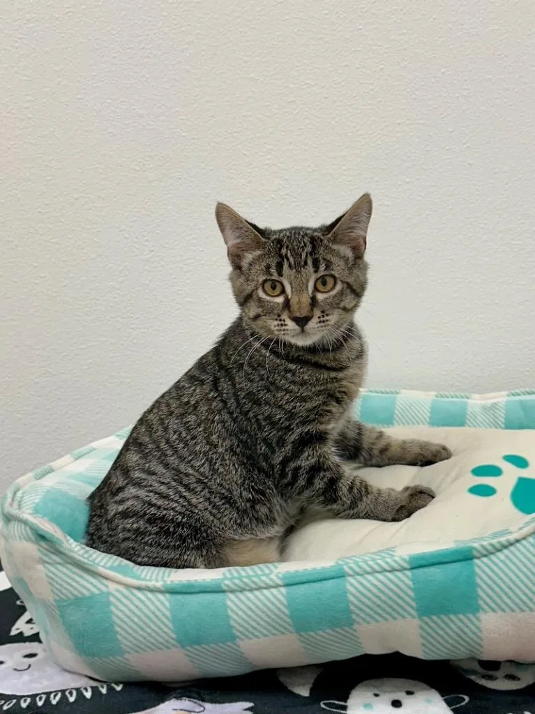 A baby medium-sized male Domestic Short Hair cat named Jasper for adoption in Newberg, OR