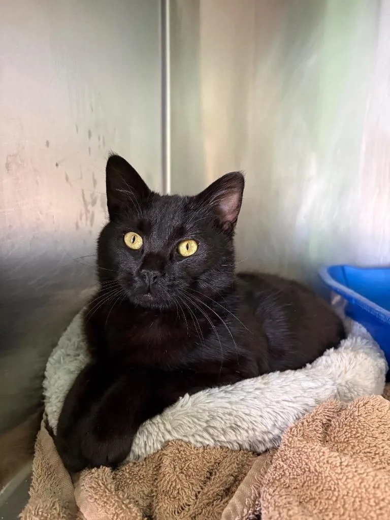 A young large-sized male Domestic Short Hair cat named Nash for adoption in Dalton, GA