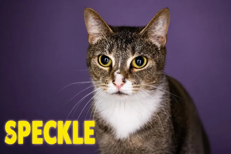 An adult medium-sized female Tabby cat named Speckle for adoption in Greenville, DE
