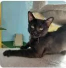 A young small-sized male Domestic Short Hair cat named Boston for adoption in Albuquerque, NM