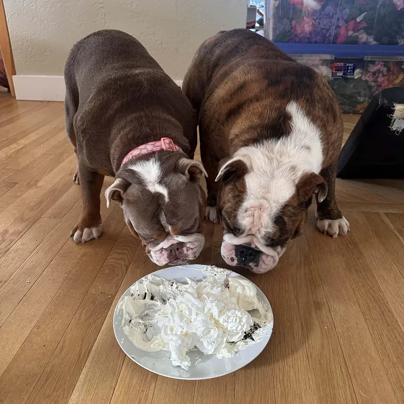 An adult large-sized male White / Cream English Bulldog dog named Moose & Hazel for adoption in Tacoma, WA