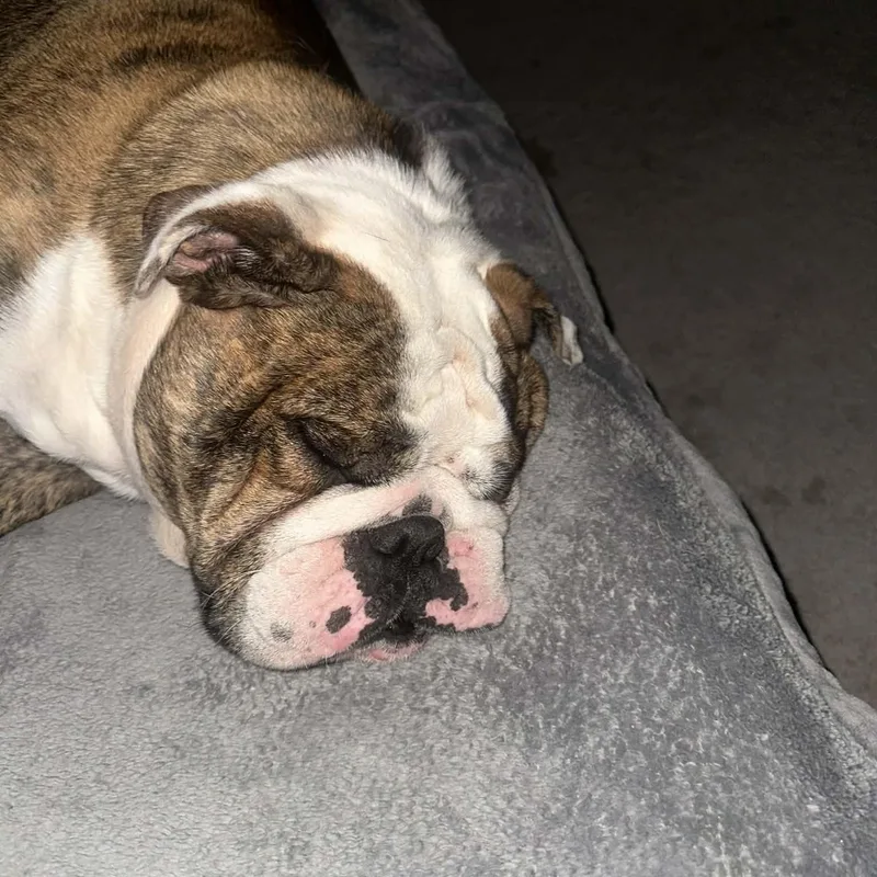 Moose & Hazel thumbnail 3