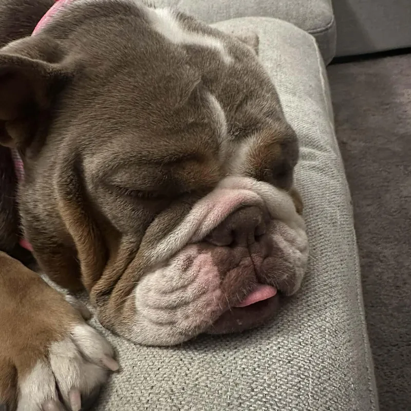 Moose & Hazel thumbnail 4