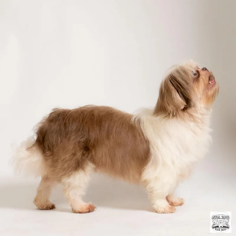 An adult small-sized female Tricolor (Brown, Black, & White) Shih Tzu dog named Miss Violet for adoption in Fort Montgomery, NY