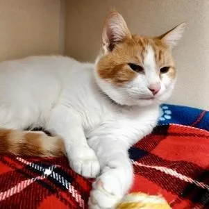 An adult medium-sized male Domestic Short Hair cat named Link for adoption in Burlington, WA