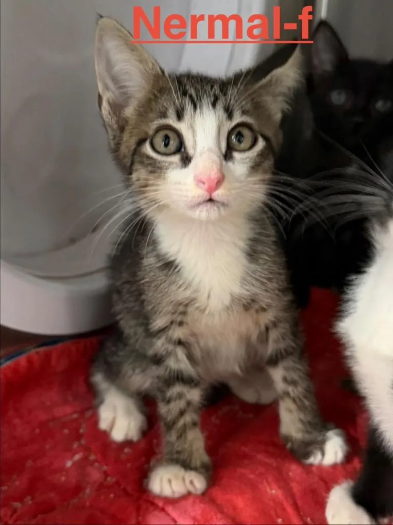 A baby small-sized male Tabby cat named Nermal for adoption in Brookhaven, MS