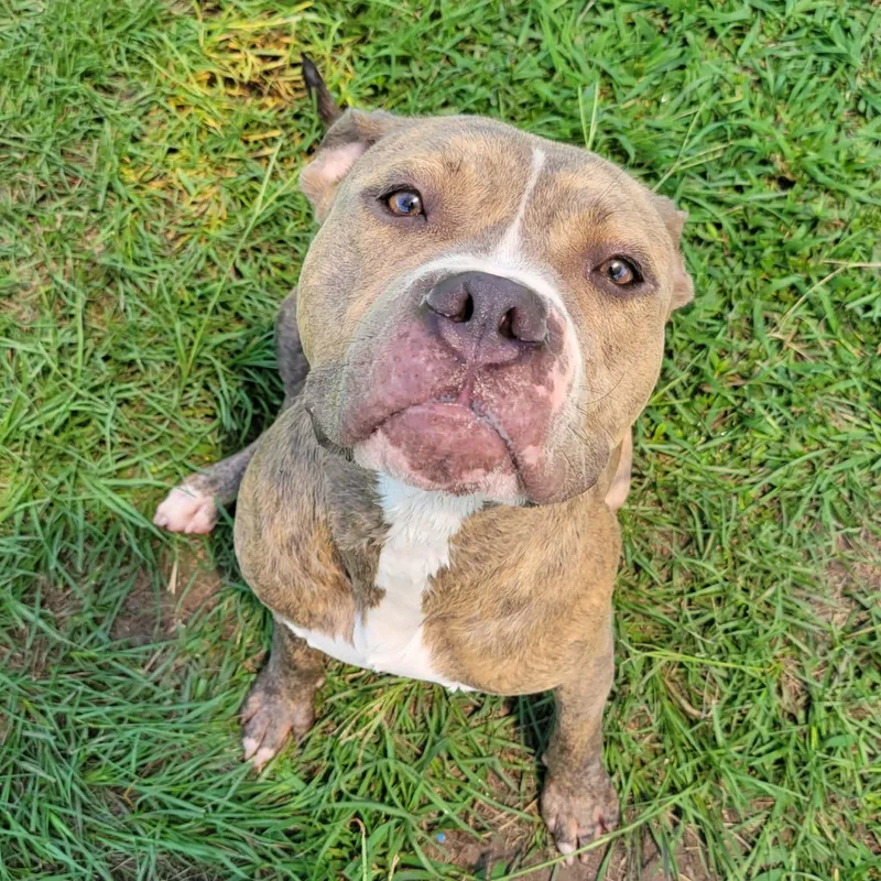 An adult medium-sized male Brindle Mixed Breed dog named Garvey for adoption in Myrtle Beach, SC