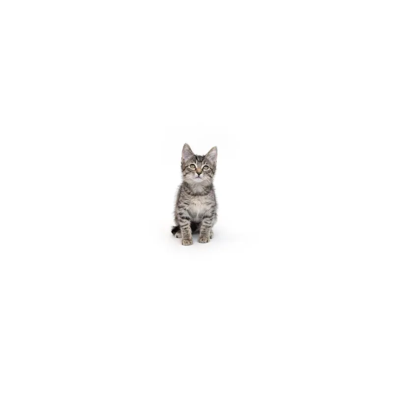 A baby small-sized female Gray / Blue / Silver Domestic Short Hair cat named Twilight for adoption in Playa Vista, CA