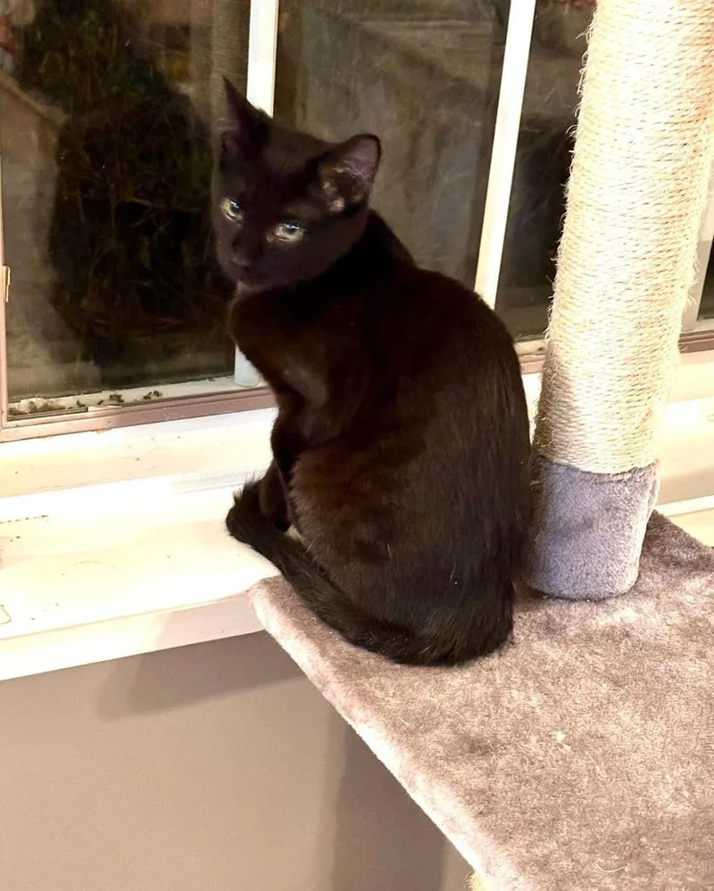 Folklore:  Vila thumbnail 2