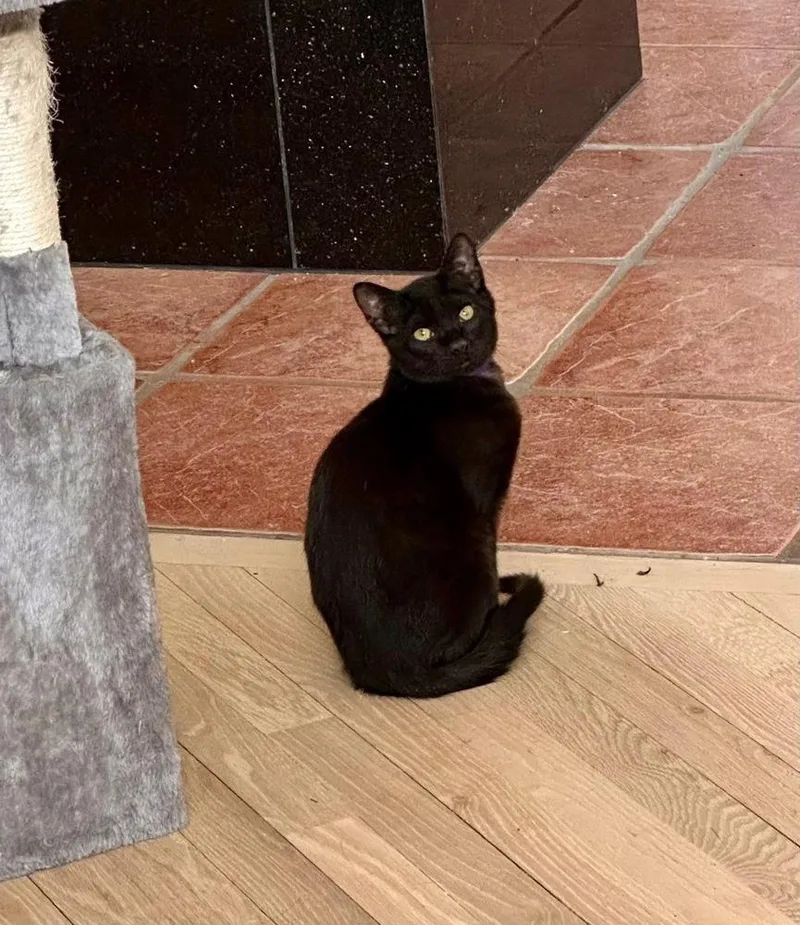 Folklore:  Vila thumbnail 3