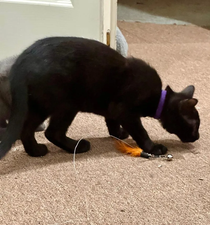 Folklore:  Vila thumbnail 4