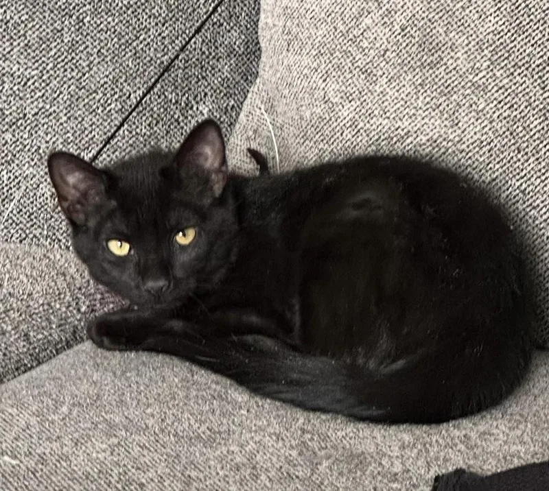 Folklore:  Vila thumbnail 6