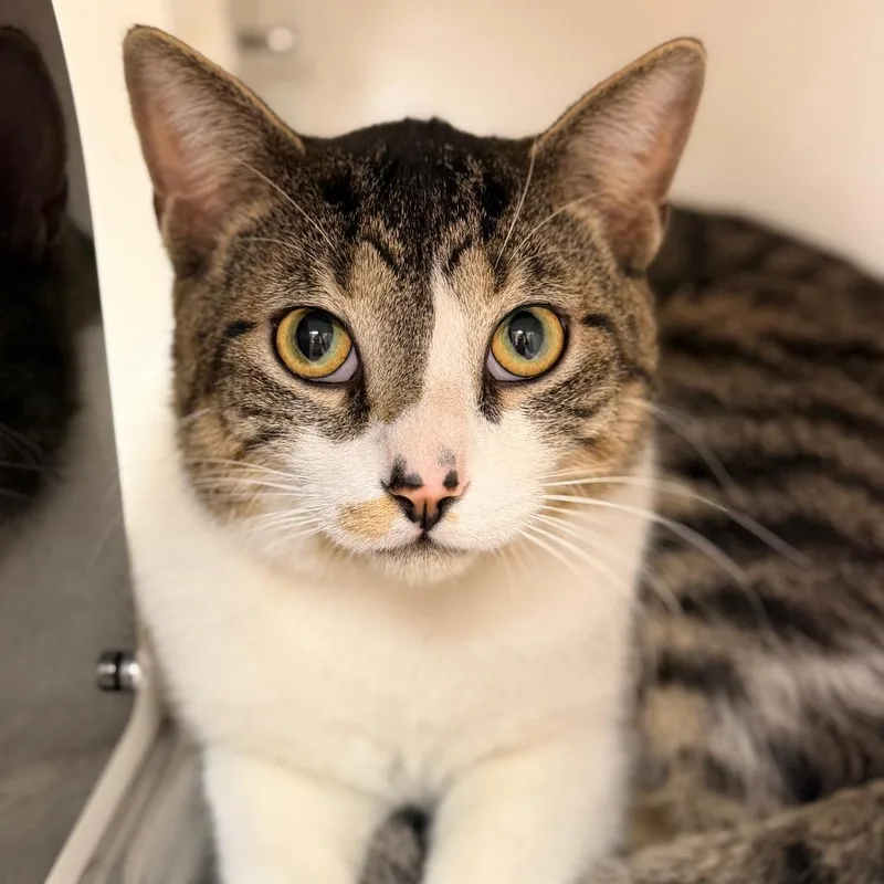 A young large-sized male Brown / Chocolate Domestic Short Hair cat named Maple for adoption in Champaign, IL