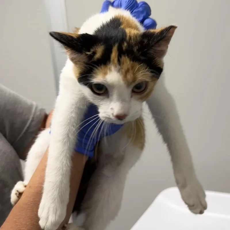 A baby small-sized female Calico Domestic Short Hair cat named Hazelnut for adoption in Concord, NC