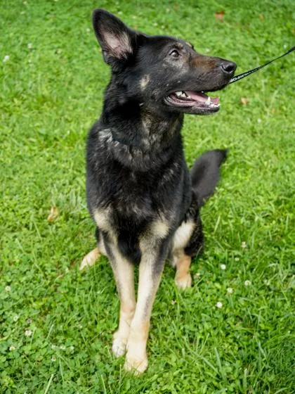 An adult large-sized male German Shepherd Dog dog named Negan ~ Sponsored! for adoption in Bowling Green, KY