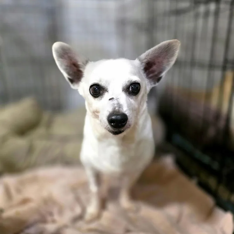 A senior medium-sized male White / Cream Chihuahua dog named Max for adoption in Port Charlotte, FL
