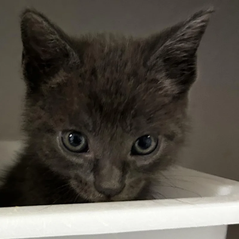 A baby small-sized female Gray / Blue / Silver Domestic Short Hair cat named Beatrice for adoption in Leander, TX