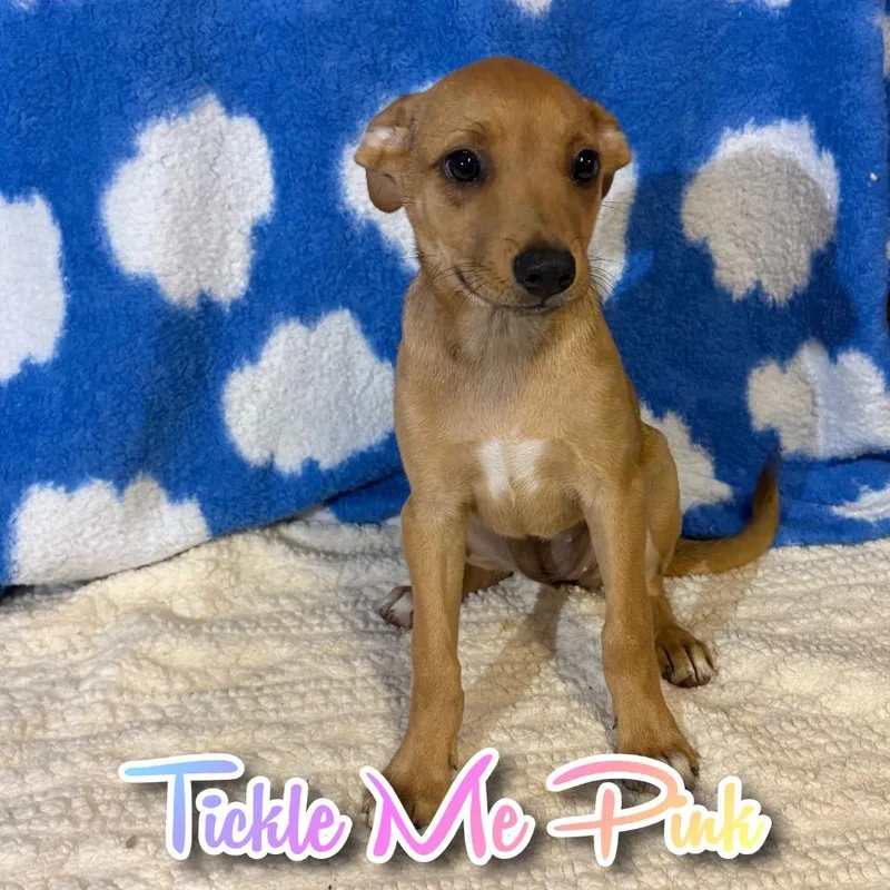 A baby medium-sized female Shepherd dog named Tickle Me Pink for adoption in Hillsboro, OH