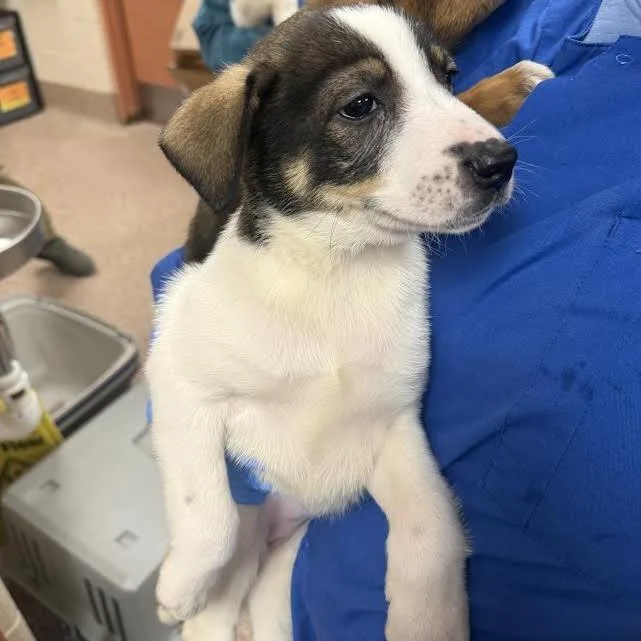 A baby small-sized female White / Cream German Shepherd Dog named Eerie for adoption in Springfield, MA