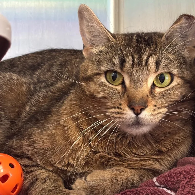 An adult medium-sized female Brown / Chocolate Domestic Short Hair cat named Maggie for adoption in Grand Rapids, MI
