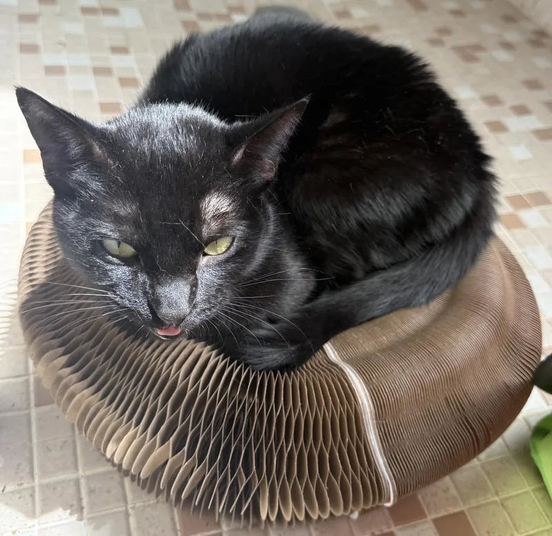A young medium-sized female Black Domestic Short Hair cat named Pawla Abdul for adoption in Chandler, AZ