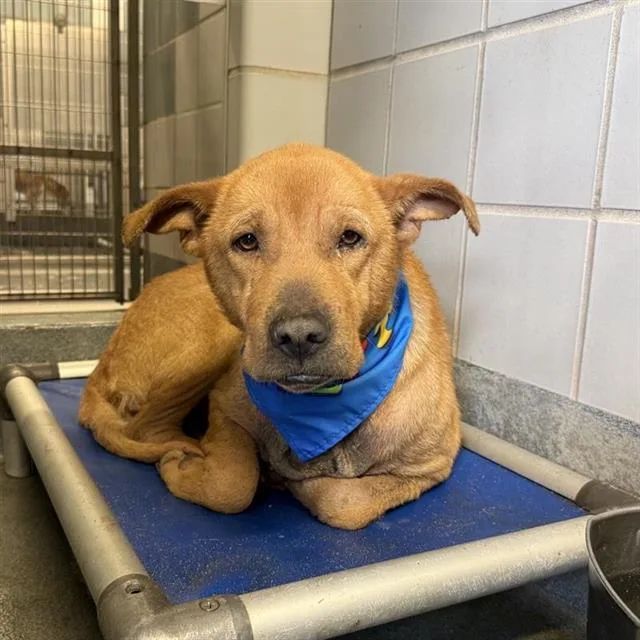 An adult large-sized male Labrador Retriever dog named Leonard for adoption in San Antonio, TX