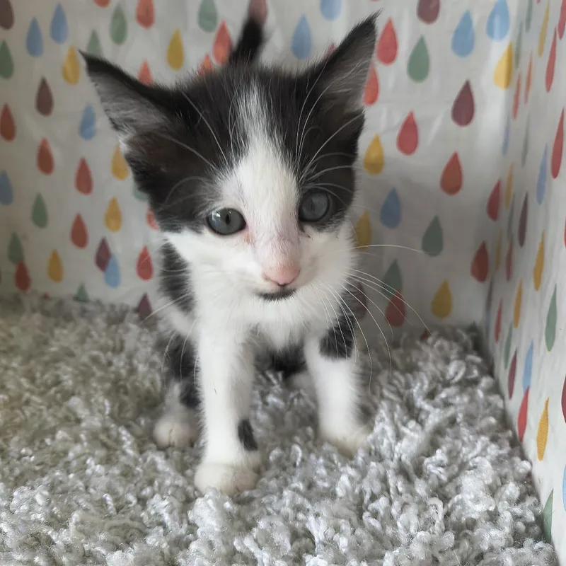 A baby small-sized female Black Domestic Short Hair cat named Dior  Soul for adoption in Othello, WA