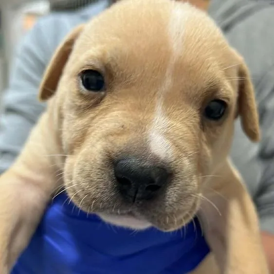 A baby medium-sized female Yellow / Tan / Blond / Fawn Mixed Breed dog named Emerald for adoption in Seminole, FL