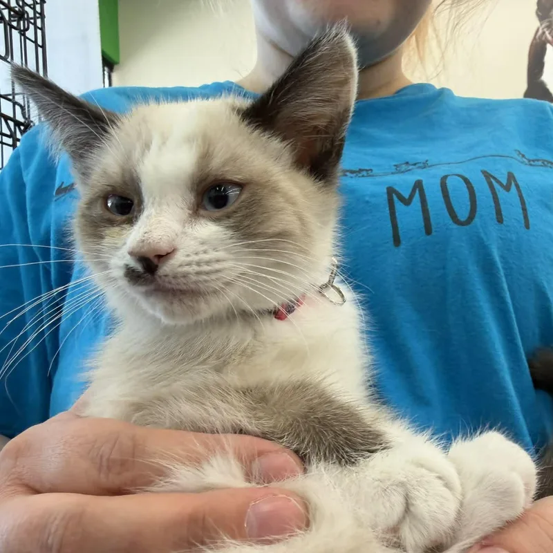 A baby medium-sized male Chocolate Point Siamese cat named Donut for adoption in Fairborn, OH