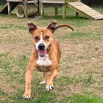 Copperhead thumbnail 2