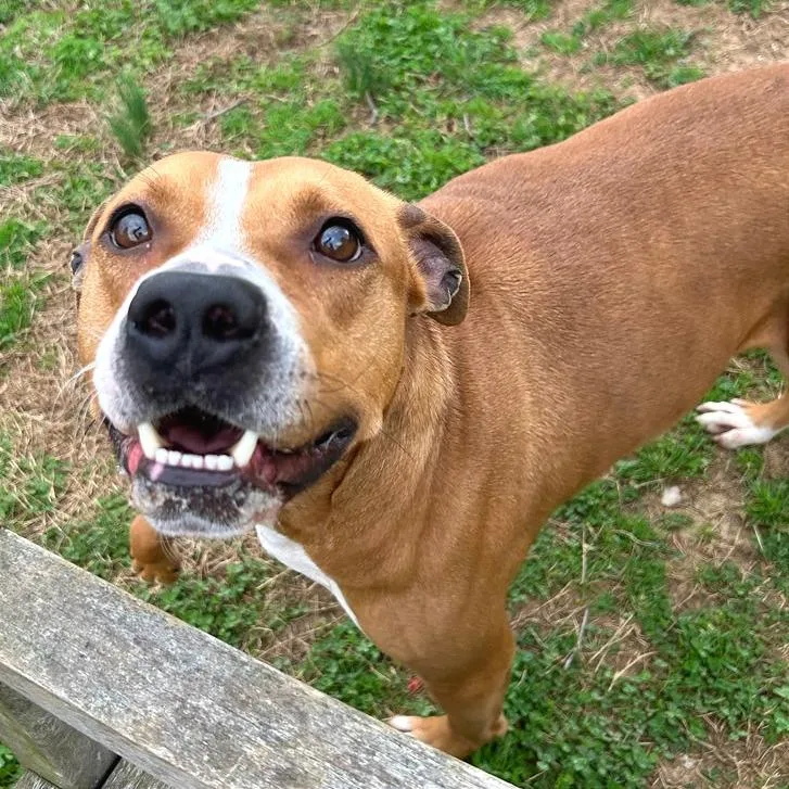 Copperhead thumbnail 3