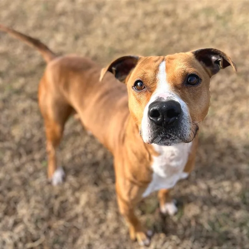 Copperhead thumbnail 4