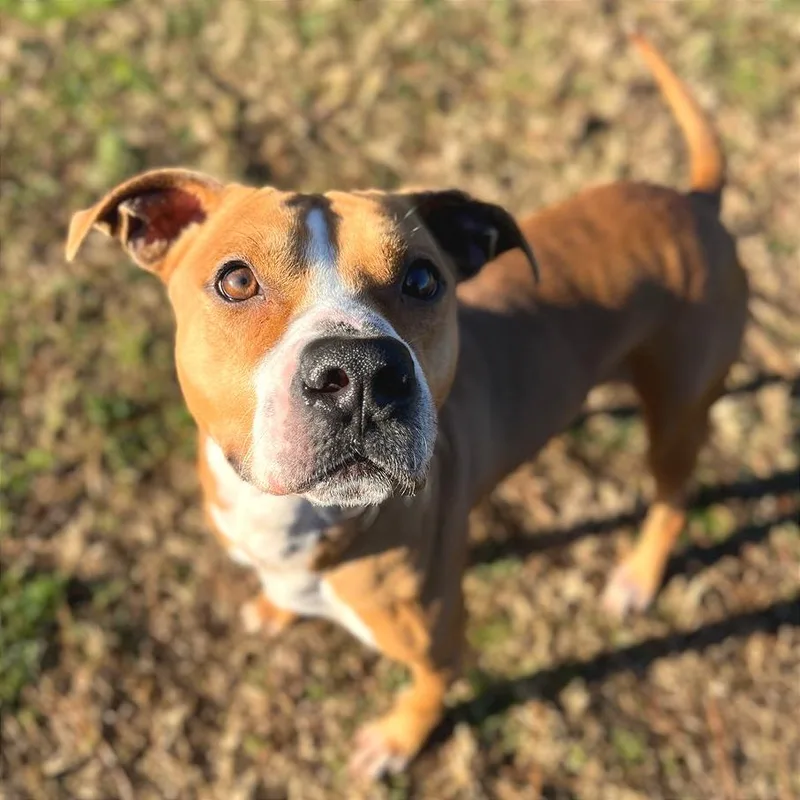 Copperhead thumbnail 5