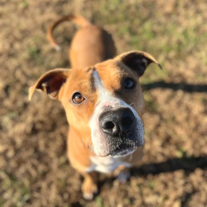 Copperhead thumbnail 6