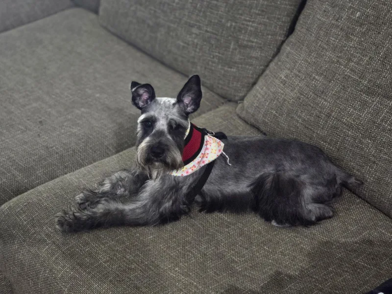 A young small-sized female Gray / Blue / Silver Schnauzer dog named Ivy for adoption in Pembroke Pines, FL