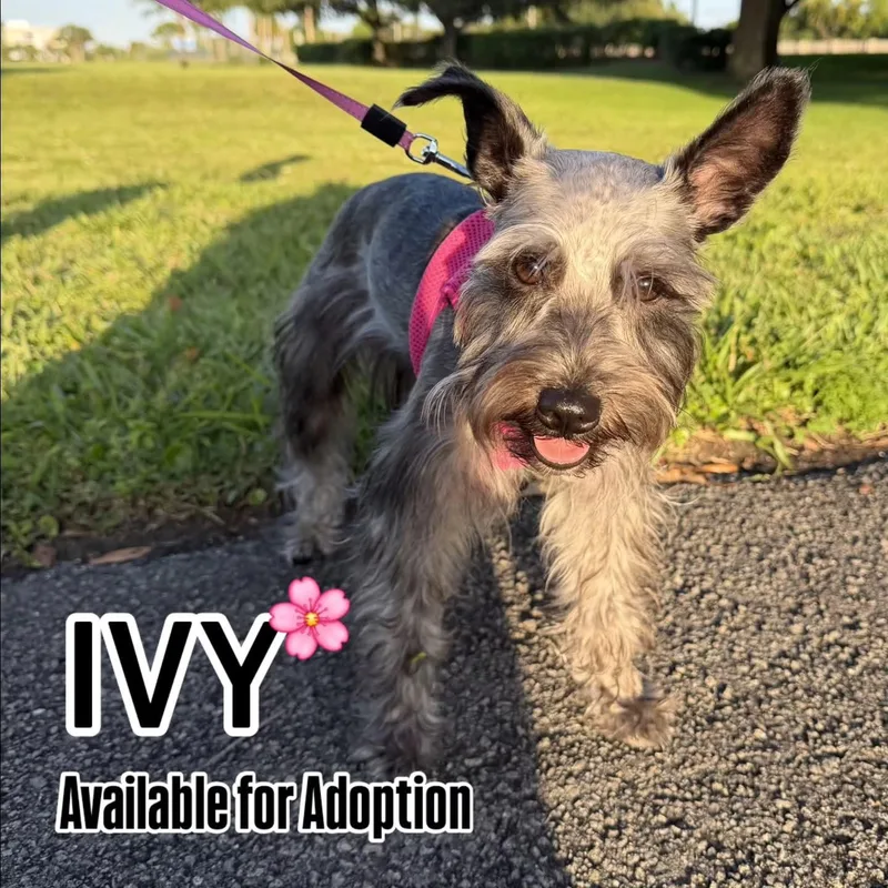 Ivy thumbnail 3