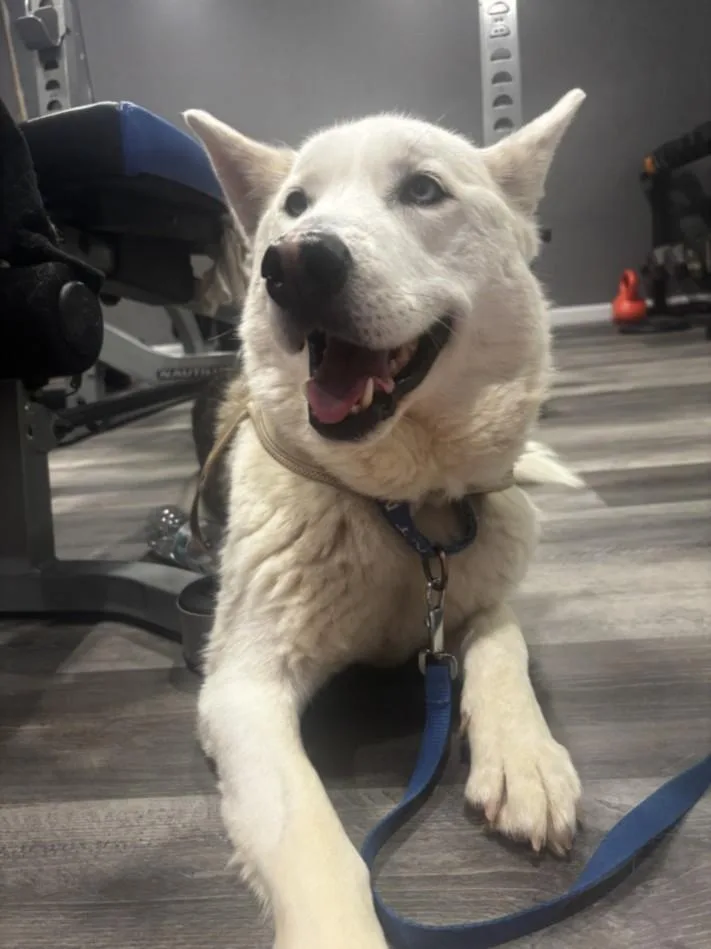 An adult large-sized male Siberian Husky dog named Oso for adoption in Hagerstown, MD