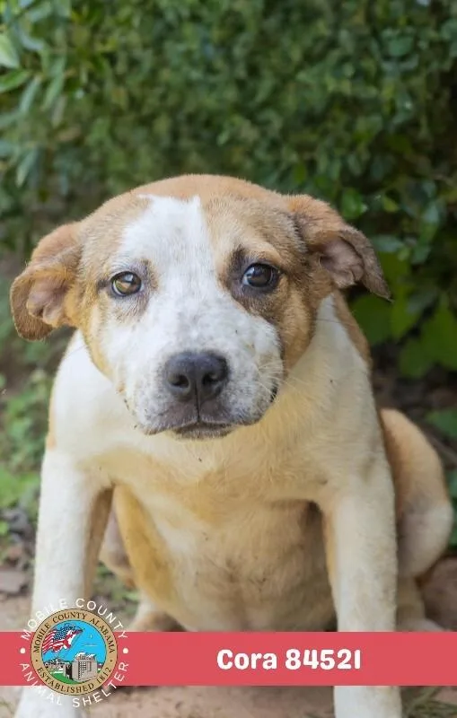 A young medium-sized female Yellow / Tan / Blond / Fawn Mixed Breed dog named Cora for adoption in Mobile, AL