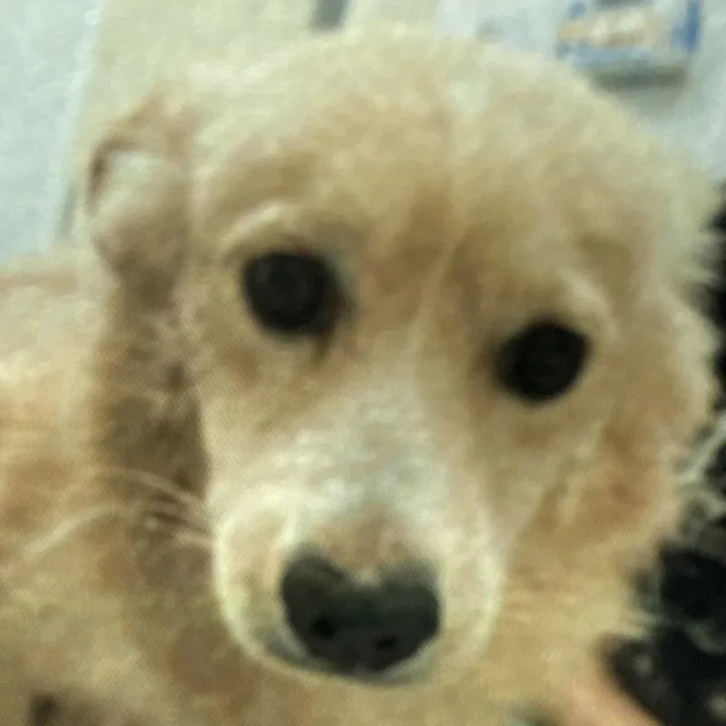 An adult small-sized male Pomeranian dog named Pecan for adoption in Las Vegas, NV