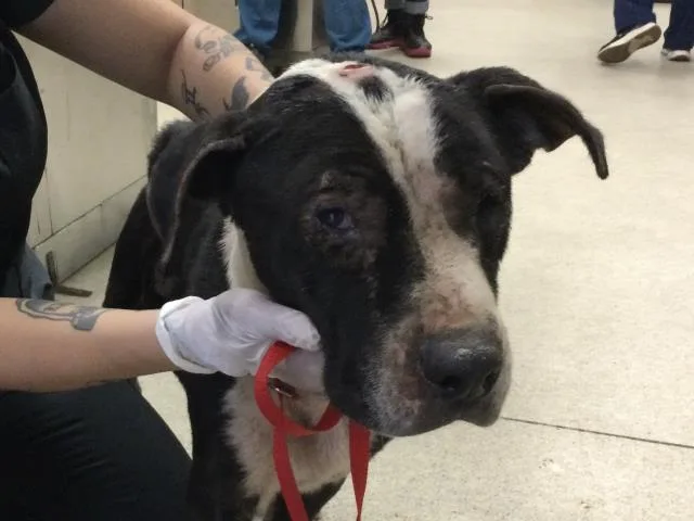 An adult large-sized female Pit Bull Terrier dog named Pea for adoption in Riverside, CA