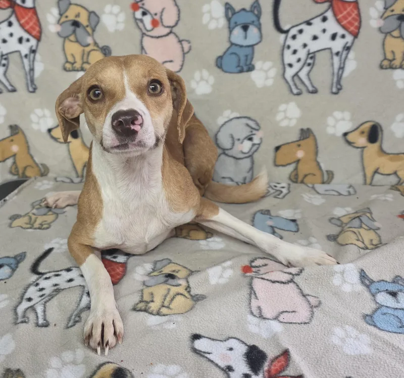 Flower  Coming Soon! thumbnail 2