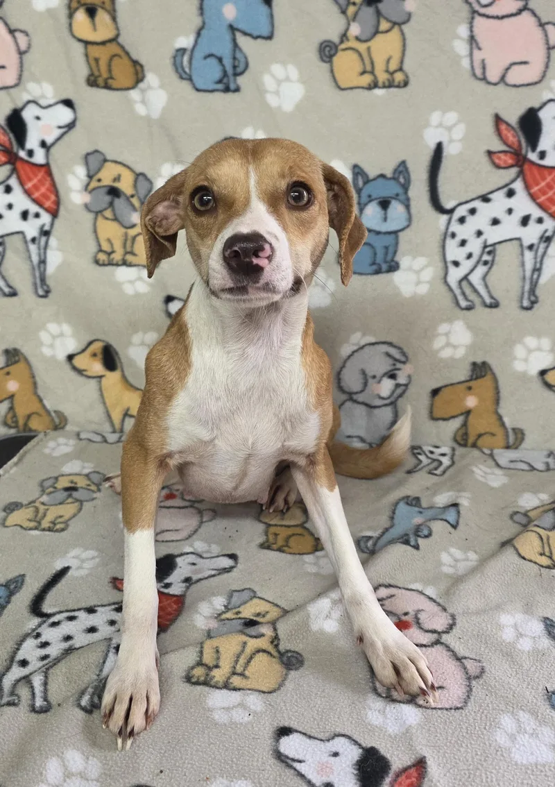 Flower  Coming Soon!