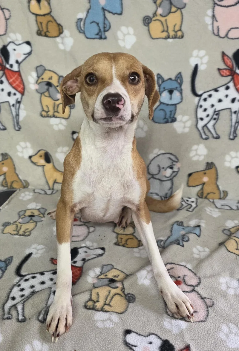 Flower  Coming Soon! thumbnail 3